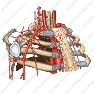 Second posterior intercostal arteries (arteriae intercostales posteriores secunda)